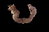  (Amphitrite kerguelensis - ANTARXXIV-2017-25)  @11 [ ] Copyright (2020) Unspecified Universidad Cientifica del Sur