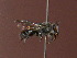  (Colletes submarginatus - CCDB-14520-A11)  @11 [ ] No Rights Reserved (2023) Unspecified York University