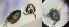  (Hylaeus royesi - CCDB-14520-C08)  @11 [ ] No Rights Reserved (2023) Unspecified York University