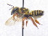  (Megachile poeyi - CCDB-14520-G10)  @11 [ ] No Rights Reserved (2023) Unspecified York University