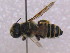  (Megachile apora - CCDB-14520-G12)  @11 [ ] No Rights Reserved (2023) Unspecified York University