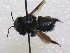  (Megachile singularis - CCDB-14520-H04)  @11 [ ] No Rights Reserved (2023) Unspecified York University