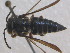  (Coelioxys producta - CCDB-14520-H10)  @11 [ ] No Rights Reserved (2023) Unspecified York University