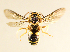  (Hypanthidium dressleri - CCDB-34578-A03)  @11 [ ] No Rights Reserved (2023) Unspecified York University