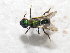  (Augochlora sp - CCDB-34578-C02)  @11 [ ] No Rights Reserved (2023) Unspecified York University