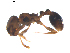  (Tetramorium chefketi - CCDB-09562-H11)  @14 [ ] Copyright  G. Blagoev 2010 Unspecified