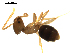  (Bothriomyrmex meridionalis - CCDB-10376-B05)  @12 [ ] Copyright  G. Blagoev 2010 Unspecified