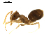  (Bothriomyrmex meridionalis - CCDB-10376-B08)  @12 [ ] Copyright  G. Blagoev 2010 Unspecified