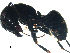  ( - CCDB-10376-D05)  @14 [ ] Copyright  G. Blagoev 2010 Unspecified