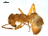  (Lasius distinguendus - CCDB-10376-D12)  @14 [ ] Copyright  G. Blagoev 2010 Unspecified