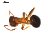  (Lasius psammophilus - CCDB-10376-H11)  @14 [ ] Copyright  G. Blagoev 2010 Unspecified