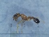  ( - KG01403-1a1)  @11 [ ] Copyright (2021) Mattia Menchetti, Institute of Evolutionary Biology Institut de Biologia Evolutiva (CSIC-UPF), Butterfly Diversity and Evolution Lab