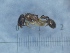  ( - KG01439a1)  @11 [ ] Copyright (2021) Mattia Menchetti, Institute of Evolutionary Biology Institut de Biologia Evolutiva (CSIC-UPF), Butterfly Diversity and Evolution Lab