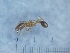  ( - KG01896Ba1)  @11 [ ] Copyright (2021) Mattia Menchetti, Institute of Evolutionary Biology Institut de Biologia Evolutiva (CSIC-UPF), Butterfly Diversity and Evolution Lab