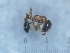  ( - KG03589Aa1)  @11 [ ] Copyright (2021) Mattia Menchetti, Institute of Evolutionary Biology Institut de Biologia Evolutiva (CSIC-UPF), Butterfly Diversity and Evolution Lab