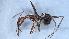  (Aphaenogaster wilsoni - KG03614D01a1)  @11 [ ] CC BY-NC-SA 3.0 (2022) Mattia Menchetti, Institute of Evolutionary Biology Institut de Biologia Evolutiva (CSIC-UPF), Butterfly Diversity and Evolution Lab