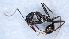  (Aphaenogaster atlantis - KG03701H01a1)  @11 [ ] CC BY-NC-SA 3.0 (2022) Mattia Menchetti, Institute of Evolutionary Biology Institut de Biologia Evolutiva (CSIC-UPF), Butterfly Diversity and Evolution Lab