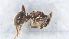  (Lasius cf. mauretanicus - KG03704A01a1)  @11 [ ] CC BY-NC-SA 3.0 (2022) Mattia Menchetti, Institute of Evolutionary Biology Institut de Biologia Evolutiva (CSIC-UPF), Butterfly Diversity and Evolution Lab