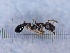 (Cardiocondyla nigra - KG03729B01a1)  @11 [ ] Copyright (2021) Mattia Menchetti, Institute of Evolutionary Biology Institut de Biologia Evolutiva (CSIC-UPF), Butterfly Diversity and Evolution Lab
