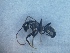  ( - MM16A012b1)  @11 [ ] Copyright (2021) Mattia Menchetti, Institute of Evolutionary Biology Institut de Biologia Evolutiva (CSIC-UPF), Butterfly Diversity and Evolution Lab