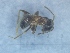  (Lasius grandis - MM16A031a1)  @11 [ ] Copyright (2021) Mattia Menchetti, Institute of Evolutionary Biology Institut de Biologia Evolutiva (CSIC-UPF), Butterfly Diversity and Evolution Lab