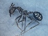  (Aphaenogaster campana - MM17A257a1)  @11 [ ] Copyright (2021) Mattia Menchetti, Institute of Evolutionary Biology Institut de Biologia Evolutiva (CSIC-UPF), Butterfly Diversity and Evolution Lab