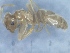  ( - MM17A263b1)  @11 [ ] Copyright (2021) Mattia Menchetti, Institute of Evolutionary Biology Institut de Biologia Evolutiva (CSIC-UPF), Butterfly Diversity and Evolution Lab