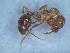  ( - MM17A264a1)  @11 [ ] Copyright (2021) Mattia Menchetti, Institute of Evolutionary Biology Institut de Biologia Evolutiva (CSIC-UPF), Butterfly Diversity and Evolution Lab
