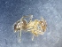  (Lasius maltaeus - MM18A051a1)  @11 [ ] Copyright (2021) Mattia Menchetti, Institute of Evolutionary Biology Institut de Biologia Evolutiva (CSIC-UPF), Butterfly Diversity and Evolution Lab