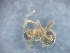 ( - MM18A053a1)  @11 [ ] Copyright (2021) Mattia Menchetti, Institute of Evolutionary Biology Institut de Biologia Evolutiva (CSIC-UPF), Butterfly Diversity and Evolution Lab