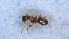  (Lasius cf. neglectus - MM18A090b1)  @11 [ ] CC BY-NC-SA 3.0 (2022) Mattia Menchetti, Institute of Evolutionary Biology Institut de Biologia Evolutiva (CSIC-UPF), Butterfly Diversity and Evolution Lab