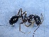  (Aphaenogaster gibbosa - MM19A152a1)  @11 [ ] Copyright (2021) Mattia Menchetti, Institute of Evolutionary Biology Institut de Biologia Evolutiva (CSIC-UPF), Butterfly Diversity and Evolution Lab