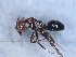  ( - MM19A223a1)  @11 [ ] Copyright (2021) Mattia Menchetti, Institute of Evolutionary Biology Institut de Biologia Evolutiva (CSIC-UPF), Butterfly Diversity and Evolution Lab