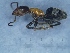  ( - MM19A228b1)  @11 [ ] Copyright (2021) Mattia Menchetti, Institute of Evolutionary Biology Institut de Biologia Evolutiva (CSIC-UPF), Butterfly Diversity and Evolution Lab