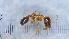  (Temnothorax leviceps - MM19A352b1)  @11 [ ] CC BY-NC-SA 3.0 (2022) Mattia Menchetti, Institute of Evolutionary Biology Institut de Biologia Evolutiva (CSIC-UPF), Butterfly Diversity and Evolution Lab