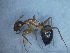  ( - MM19B252b1)  @11 [ ] Copyright (2021) Mattia Menchetti, Institute of Evolutionary Biology Institut de Biologia Evolutiva (CSIC-UPF), Butterfly Diversity and Evolution Lab
