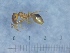  ( - MM19B264b1)  @11 [ ] Copyright (2021) Mattia Menchetti, Institute of Evolutionary Biology Institut de Biologia Evolutiva (CSIC-UPF), Butterfly Diversity and Evolution Lab