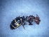  ( - MM20A023b1)  @11 [ ] Copyright (2001) Mattia Menchetti, Institute of Evolutionary Biology Institut de Biologia Evolutiva (CSIC-UPF), Butterfly Diversity and Evolution Lab
