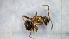  (Lasius cf. emarginatus - MM20A105b1)  @11 [ ] CC BY-NC-SA 3.0 (2022) Mattia Menchetti, Institute of Evolutionary Biology Institut de Biologia Evolutiva (CSIC-UPF), Butterfly Diversity and Evolution Lab