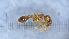  ( - MM20A269d1)  @11 [ ] CC BY-NC-SA 3.0 (2022) Mattia Menchetti, Institute of Evolutionary Biology Institut de Biologia Evolutiva (CSIC-UPF), Butterfly Diversity and Evolution Lab