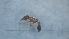  ( - MM20B140e1)  @11 [ ] CC BY-NC-SA 3.0 (2022) Mattia Menchetti, Institute of Evolutionary Biology Institut de Biologia Evolutiva (CSIC-UPF), Butterfly Diversity and Evolution Lab