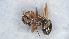  (Formica cf. rufibarbis - MM20C007b1)  @11 [ ] CC BY-NC-SA 3.0 (2022) Mattia Menchetti, Institute of Evolutionary Biology Institut de Biologia Evolutiva (CSIC-UPF), Butterfly Diversity and Evolution Lab