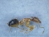  ( - MM20C014a1)  @11 [ ] Copyright (2021) Mattia Menchetti, Institute of Evolutionary Biology Institut de Biologia Evolutiva (CSIC-UPF), Butterfly Diversity and Evolution Lab