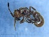  (Proceratium algiricum - MM20C030b1)  @11 [ ] Copyright (2021) Mattia Menchetti, Institute of Evolutionary Biology Institut de Biologia Evolutiva (CSIC-UPF), Butterfly Diversity and Evolution Lab