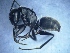  ( - MM20C037a1)  @11 [ ] Copyright (2021) Mattia Menchetti, Institute of Evolutionary Biology Institut de Biologia Evolutiva (CSIC-UPF), Butterfly Diversity and Evolution Lab