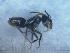  ( - MM20C042a1)  @11 [ ] Copyright (2021) Mattia Menchetti, Institute of Evolutionary Biology Institut de Biologia Evolutiva (CSIC-UPF), Butterfly Diversity and Evolution Lab