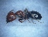  ( - MM20C043a1)  @11 [ ] Copyright (2021) Mattia Menchetti, Institute of Evolutionary Biology Institut de Biologia Evolutiva (CSIC-UPF), Butterfly Diversity and Evolution Lab
