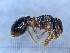  ( - MM20C054c1)  @11 [ ] Copyright (2021) Mattia Menchetti, Institute of Evolutionary Biology Institut de Biologia Evolutiva (CSIC-UPF), Butterfly Diversity and Evolution Lab