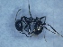  ( - MM20C062a1)  @11 [ ] Copyright (2021) Mattia Menchetti, Institute of Evolutionary Biology Institut de Biologia Evolutiva (CSIC-UPF), Butterfly Diversity and Evolution Lab