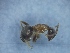  (Lasius illyricus - MM20C152a1)  @11 [ ] Copyright (2021) Mattia Menchetti, Institute of Evolutionary Biology Institut de Biologia Evolutiva (CSIC-UPF), Butterfly Diversity and Evolution Lab